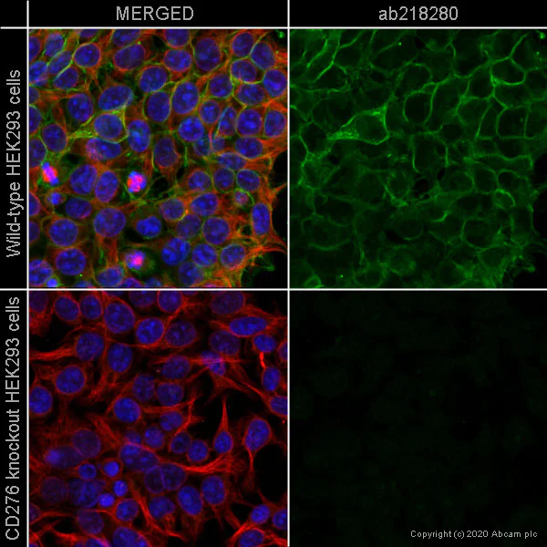 Immunocytochemistry/ Immunofluorescence - Alexa Fluor® 488 Anti-CD276 antibody [EPNCIR122] (AB218280)