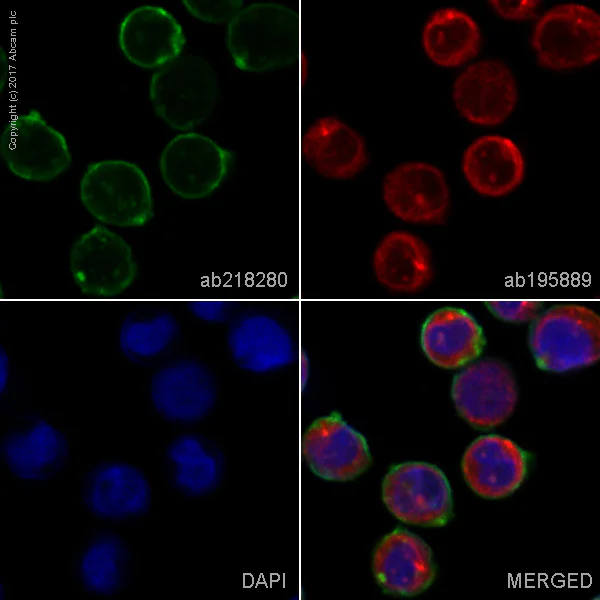 Immunocytochemistry/ Immunofluorescence - Alexa Fluor® 488 Anti-CD276 antibody [EPNCIR122] (AB218280)