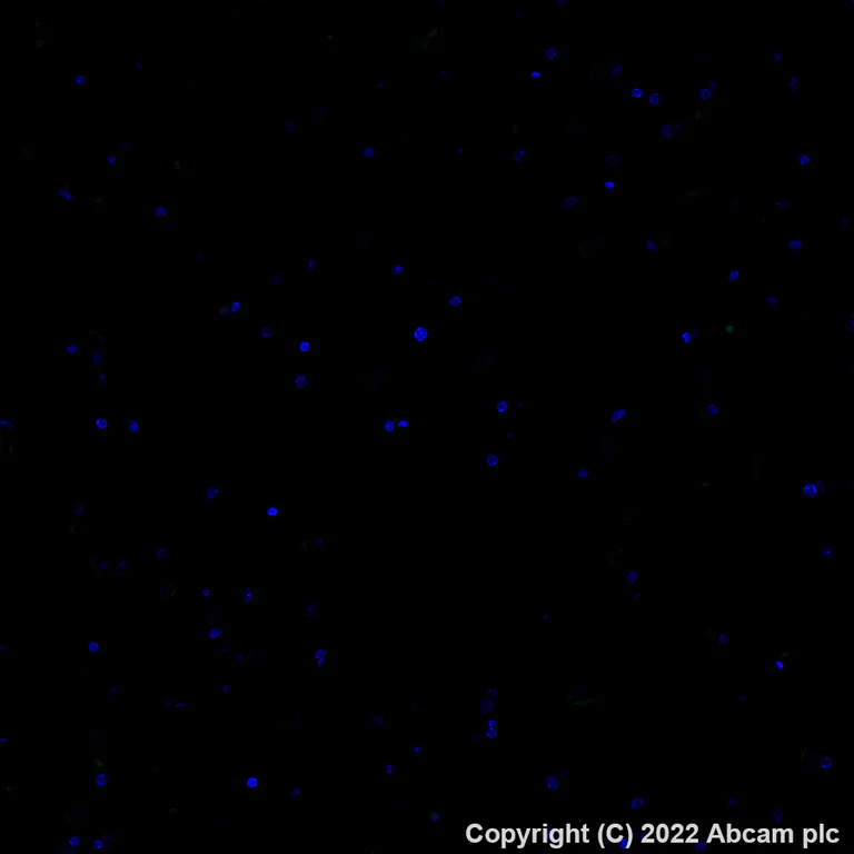 Alexa Fluor® 488 conjugated Anti-CD3 antibody [SP162] (ab307134