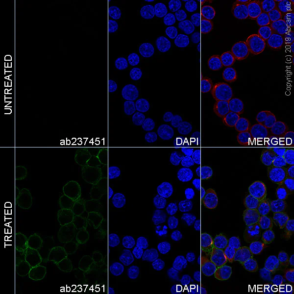Immunocytochemistry/ Immunofluorescence - Alexa Fluor® 488 Anti-CD3 zeta (phospho Y83) antibody [EP776(2)Y] (AB237451)
