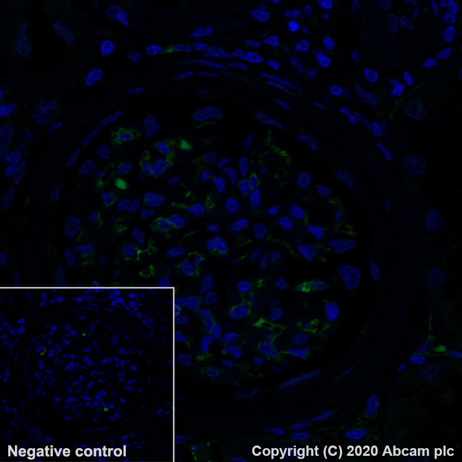 Immunohistochemistry (Formalin/PFA-fixed paraffin-embedded sections) - Alexa Fluor® 488 Anti-CD31 antibody [EPR3094] (AB275989), expandable thumbnail
