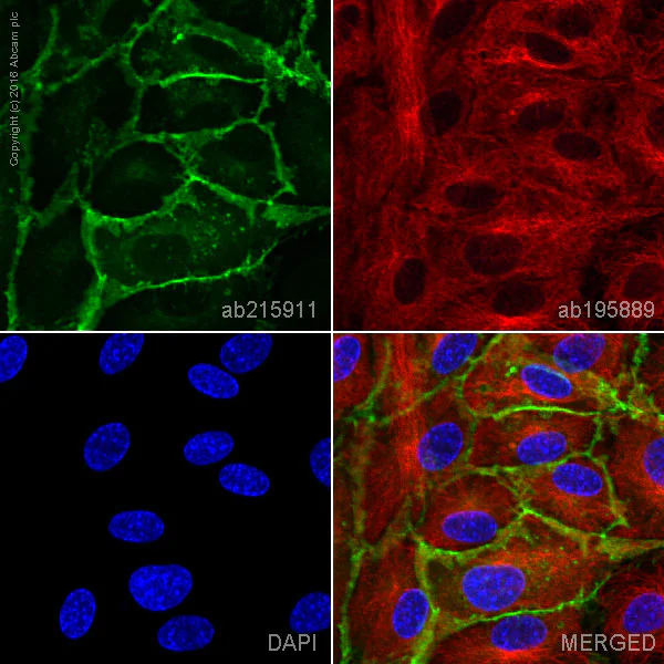 Alexa Fluor® 488 conjugated Anti-CD31 antibody [JC/70A] (ab215911