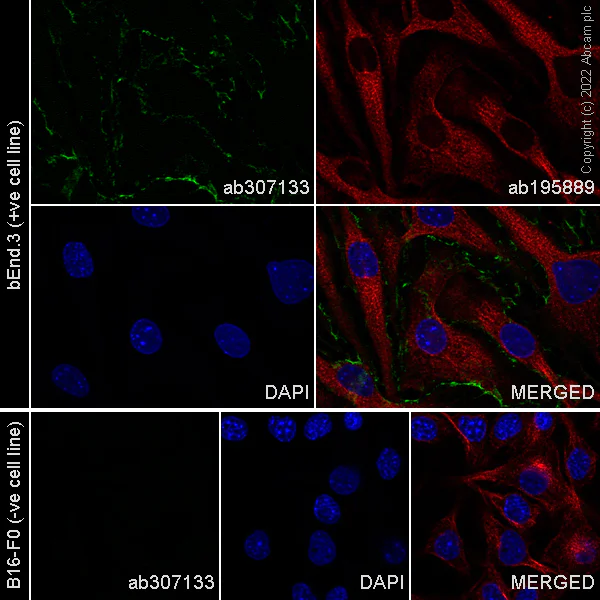 Immunocytochemistry/ Immunofluorescence - Alexa Fluor® 488 Anti-CD31 antibody [MEC 7.46] (AB307133)