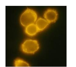 Immunocytochemistry/ Immunofluorescence - Alexa Fluor® 488 Anti-CD34 antibody [4H11] (AB187568)
