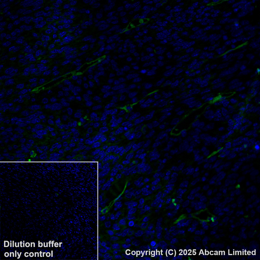 Immunohistochemistry (Formalin/PFA-fixed paraffin-embedded sections) - Alexa Fluor® 488 Anti-CD34 antibody [EPR27431-71] (AB323449), expandable thumbnail