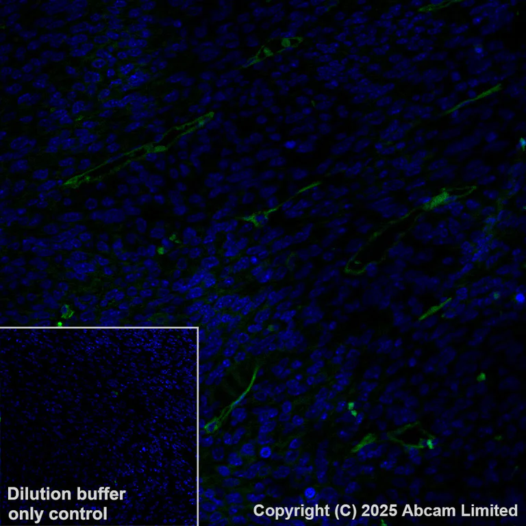 Immunohistochemistry (Formalin/PFA-fixed paraffin-embedded sections) - Alexa Fluor® 488 Anti-CD34 antibody [EPR27431-71] (AB323449)