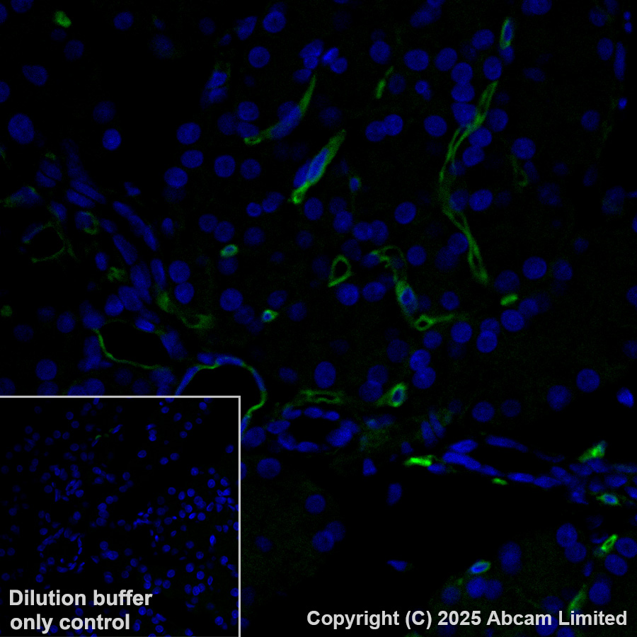 Immunohistochemistry (Formalin/PFA-fixed paraffin-embedded sections) - Alexa Fluor® 488 Anti-CD34 antibody [EPR27431-71] (AB323449), expandable thumbnail