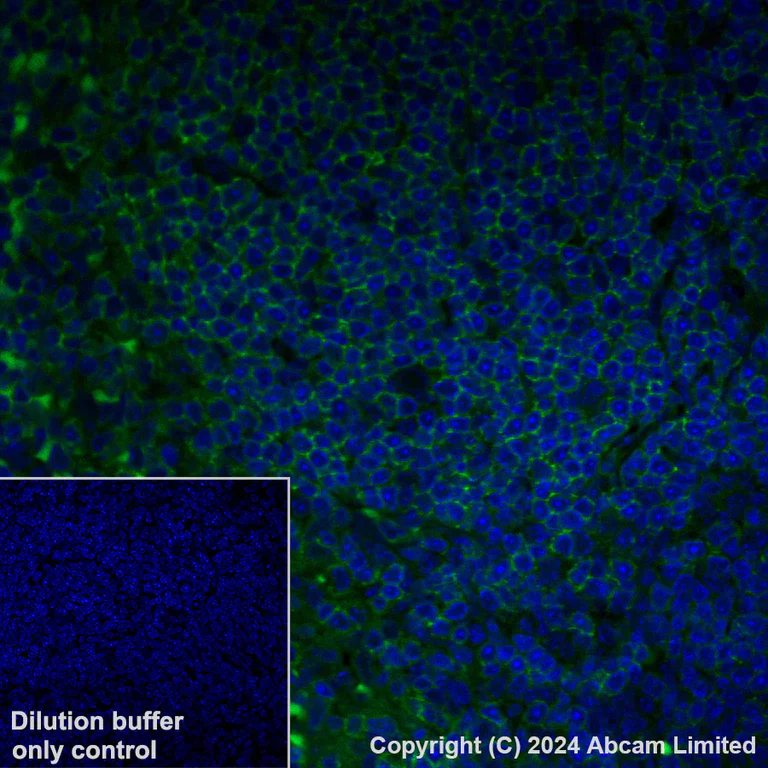 Immunohistochemistry (Formalin/PFA-fixed paraffin-embedded sections) - Alexa Fluor® 488 Anti-CD37 antibody [EPR28769-31] (AB321859)