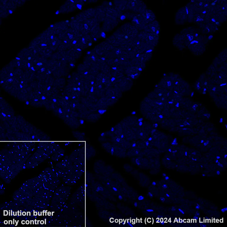 Immunohistochemistry (Formalin/PFA-fixed paraffin-embedded sections) - Alexa Fluor® 488 Anti-CD37 antibody [EPR28769-31] (AB321859)