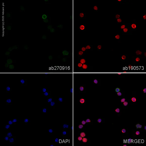 Immunocytochemistry - Alexa Fluor® 488 Anti-CD39 antibody [EPR22507-48] (AB270916)
