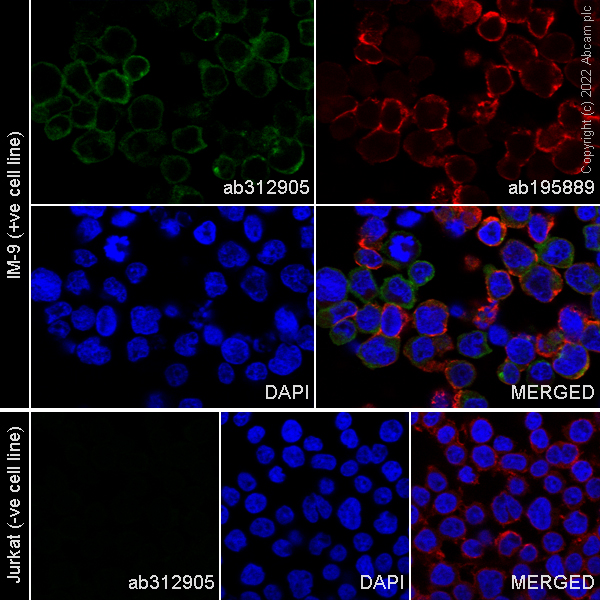 Immunocytochemistry/ Immunofluorescence - Alexa Fluor® 488 Anti-CD39 antibody [EPR26473-58] (AB312905), expandable thumbnail