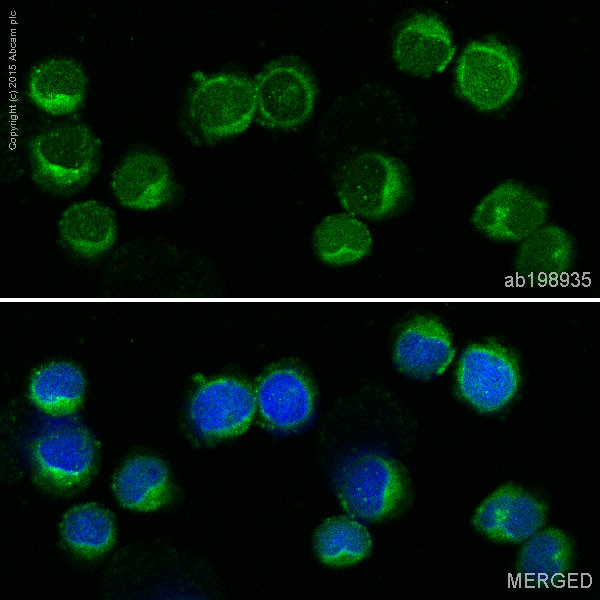 Immunocytochemistry/ Immunofluorescence - Alexa Fluor® 488 Anti-CD3D antibody [EP4426] (AB198935), expandable thumbnail