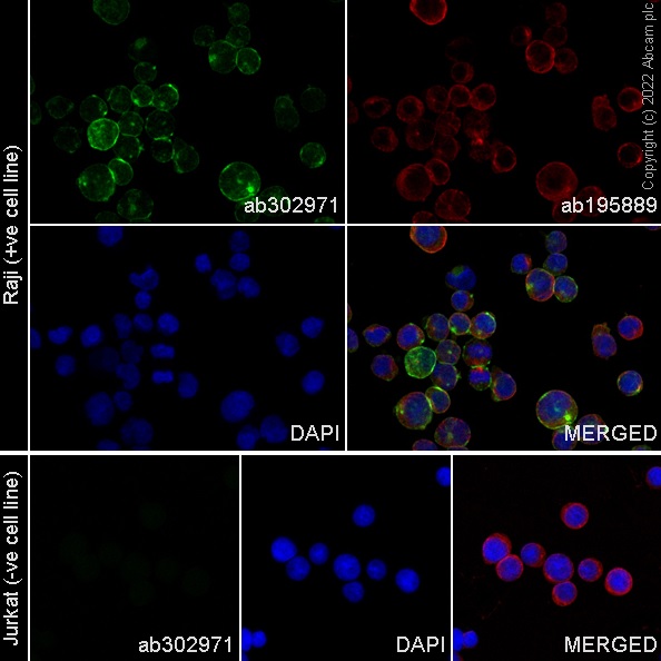Immunocytochemistry/ Immunofluorescence - Alexa Fluor® 488 Anti-CD40 antibody [EPR20735] (AB302971), expandable thumbnail