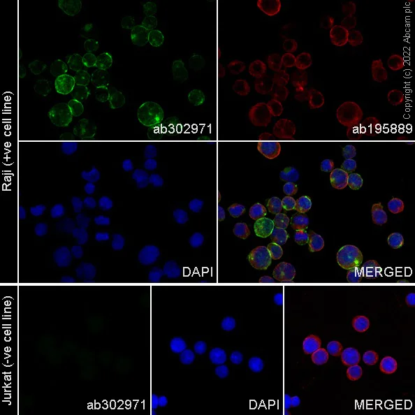 Immunocytochemistry/ Immunofluorescence - Alexa Fluor® 488 Anti-CD40 antibody [EPR20735] (AB302971)