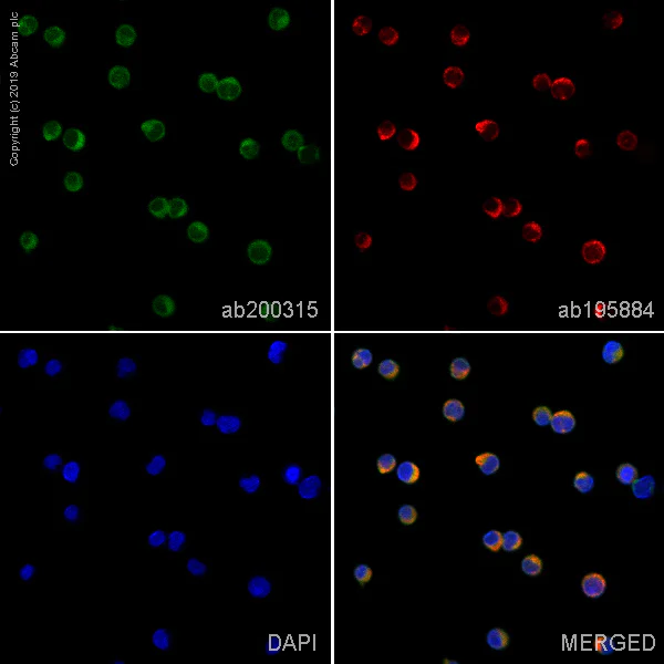 Immunocytochemistry/ Immunofluorescence - Alexa Fluor® 488 Anti-CD45 antibody [EP322Y] (AB200315)