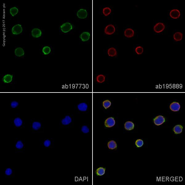 Immunocytochemistry/ Immunofluorescence - Alexa Fluor® 488 Anti-CD45 antibody [F10-89-4] (AB197730)