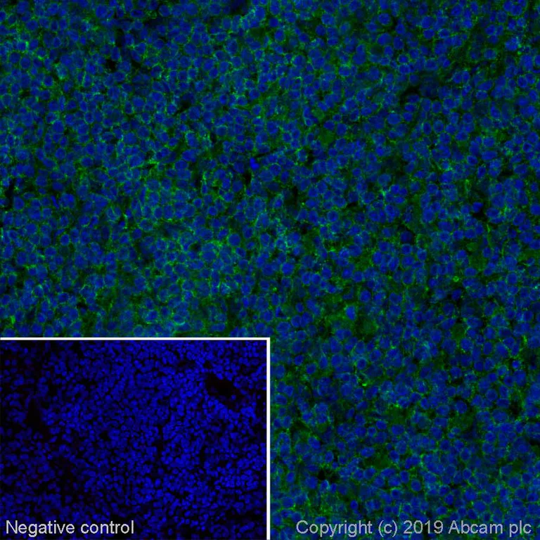 Immunohistochemistry (Frozen sections) - Alexa Fluor® 488 Anti-CD45 antibody [MRC OX-1] (AB256254)