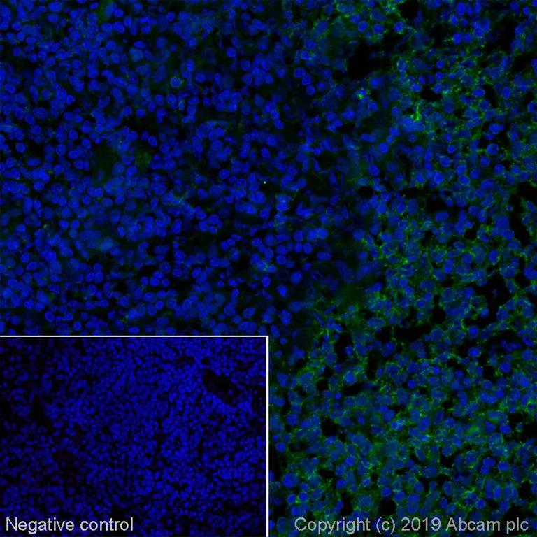 Immunohistochemistry (Frozen sections) - Alexa Fluor® 488 Anti-CD45RC antibody [MRC OX-22] (AB256260)