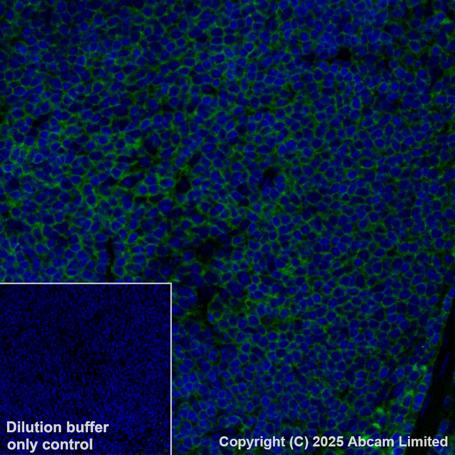 Immunohistochemistry (Formalin/PFA-fixed paraffin-embedded sections) - Alexa Fluor® 488 Anti-CD47 antibody [EPR28770-376] (AB323897), expandable thumbnail