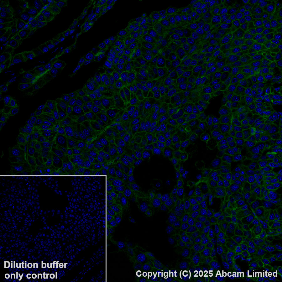 Immunohistochemistry (Formalin/PFA-fixed paraffin-embedded sections) - Alexa Fluor® 488 Anti-CD47 antibody [EPR28770-376] (AB323897), expandable thumbnail