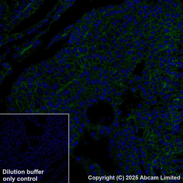Immunohistochemistry (Formalin/PFA-fixed paraffin-embedded sections) - Alexa Fluor® 488 Anti-CD47 antibody [EPR28770-376] (AB323897)