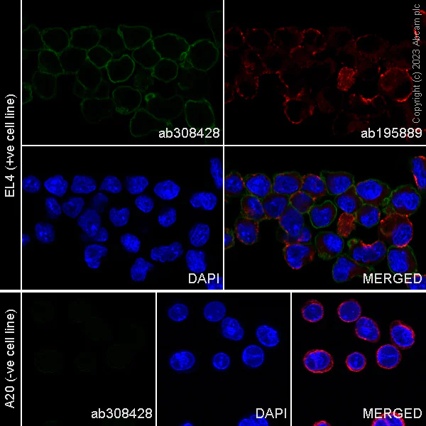 Immunocytochemistry/ Immunofluorescence - Alexa Fluor® 488 Anti-CD5 antibody [EPR26534-47] (AB308428)