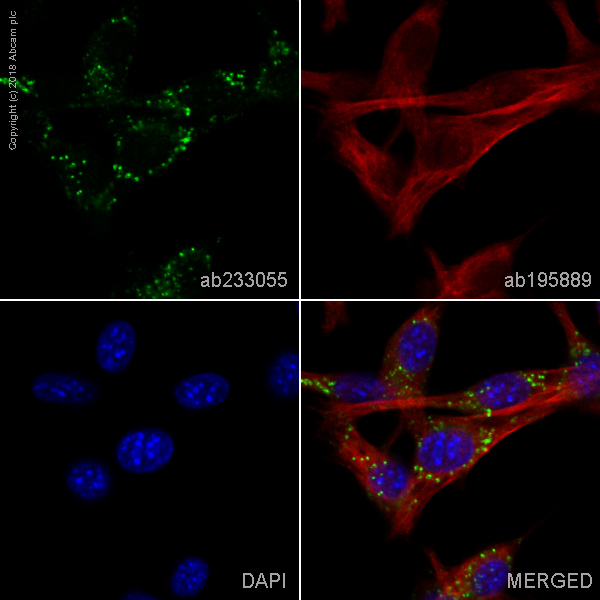 Immunocytochemistry/ Immunofluorescence - Alexa Fluor® 488 Anti-CD63 antibody [EPR21151] (AB233055)