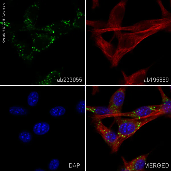 Immunocytochemistry/ Immunofluorescence - Alexa Fluor® 488 Anti-CD63 antibody [EPR21151] (AB233055)