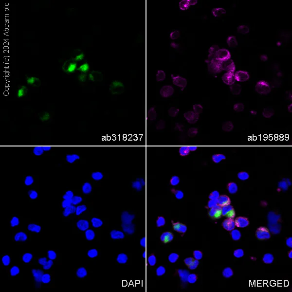 Immunocytochemistry/ Immunofluorescence - Alexa Fluor® 488 Anti-CD63 antibody [EPR22458-280] (AB318237)
