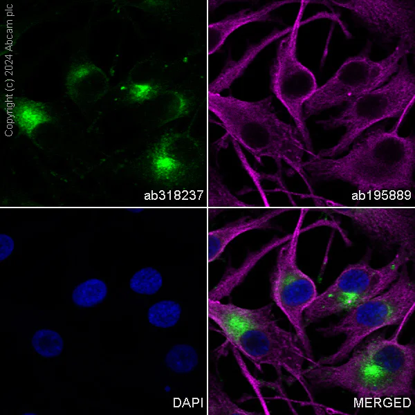Immunocytochemistry/ Immunofluorescence - Alexa Fluor® 488 Anti-CD63 antibody [EPR22458-280] (AB318237)