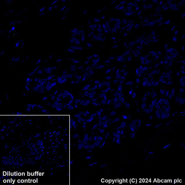 Immunohistochemistry (Formalin/PFA-fixed paraffin-embedded sections) - Alexa Fluor® 488 Anti-CD63 antibody [KILL150A] (AB318246)