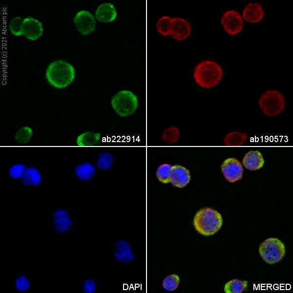 Immunocytochemistry - Alexa Fluor® 488 Anti-CD68 antibody [KP1] (AB222914)