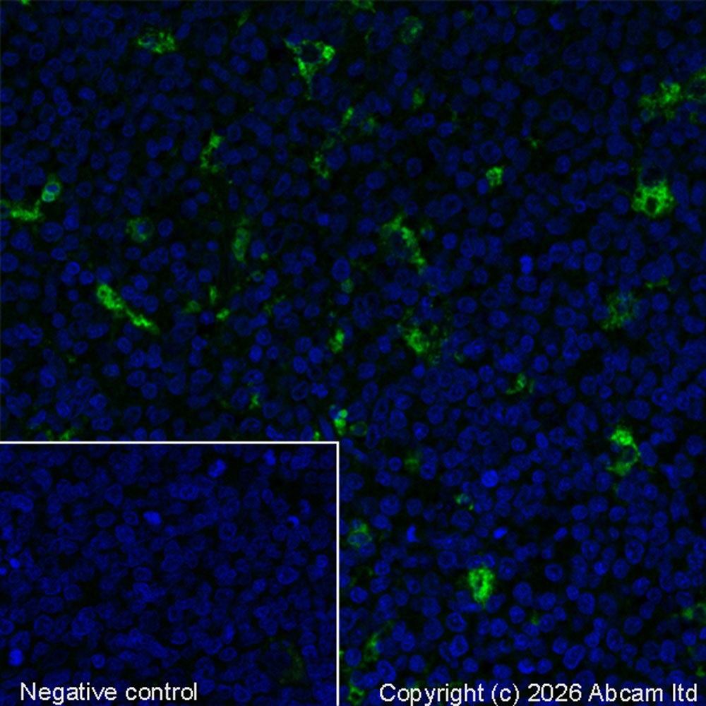 Immunohistochemistry (Formalin/PFA-fixed paraffin-embedded sections) - Alexa Fluor® 488 Anti-CD68 antibody [KP1] (AB222914)