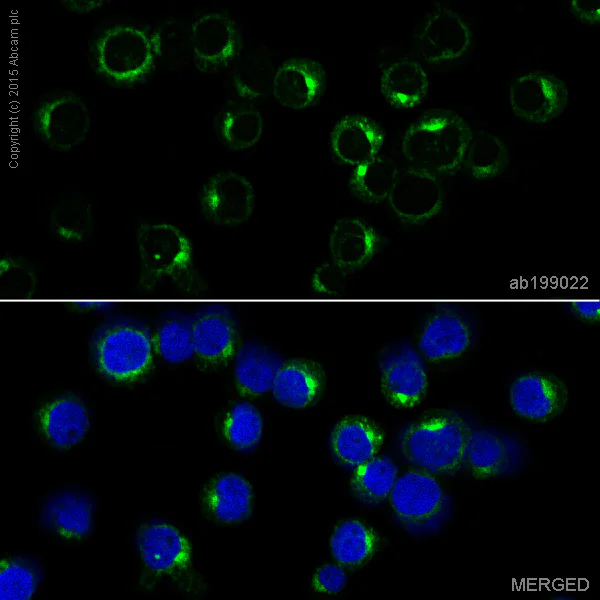 Immunocytochemistry/ Immunofluorescence - Alexa Fluor® 488 Anti-CD7 antibody [EPR4242] (AB199022)