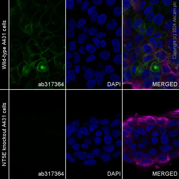 Immunocytochemistry/ Immunofluorescence - Alexa Fluor® 488 Anti-CD73 antibody [EPR28213-52] (AB317364)