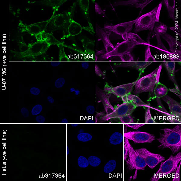 Immunocytochemistry/ Immunofluorescence - Alexa Fluor® 488 Anti-CD73 antibody [EPR28213-52] (AB317364)