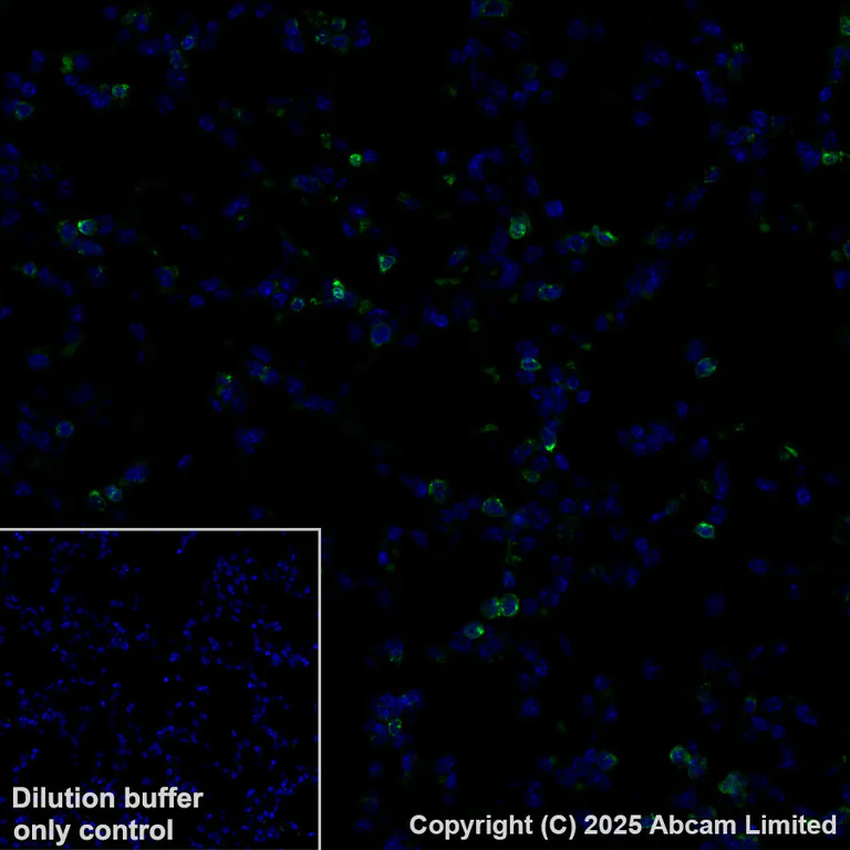 Immunohistochemistry (Formalin/PFA-fixed paraffin-embedded sections) - Alexa Fluor® 488 Anti-CD74 antibody [EPR25399-94] (AB324289)