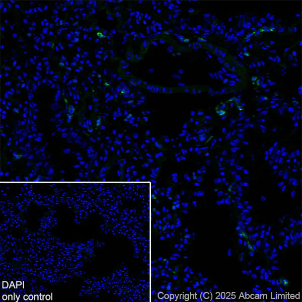 Immunohistochemistry (Frozen sections) - Alexa Fluor® 488 Anti-CD74 antibody [EPR25399-94] (AB324289)