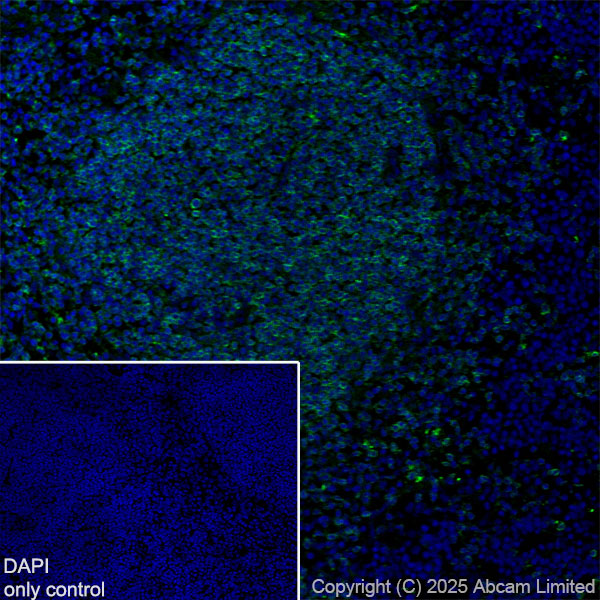 Alexa Fluor® 488 Anti-CD74 antibody [EPR25399-94]