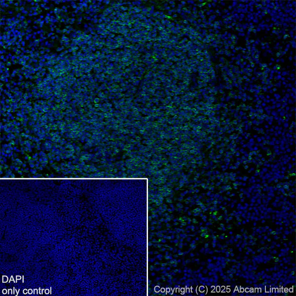 Immunohistochemistry (Frozen sections) - Alexa Fluor® 488 Anti-CD74 antibody [EPR25399-94] (AB324289)