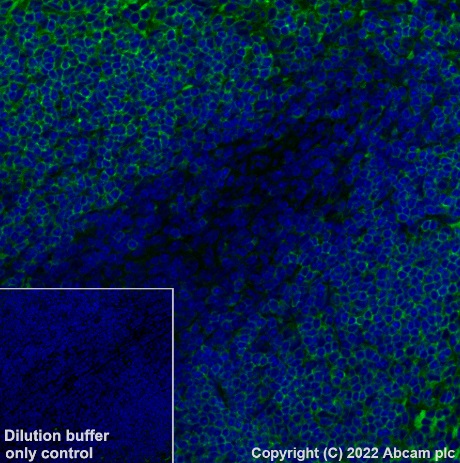 Immunohistochemistry (Formalin/PFA-fixed paraffin-embedded sections) - Alexa Fluor® 488 Anti-CD79a antibody [EPR26537-114] (AB307774), expandable thumbnail