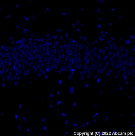 Immunohistochemistry (Formalin/PFA-fixed paraffin-embedded sections) - Alexa Fluor® 488 Anti-CD79a antibody [EPR26537-114] (AB307774), expandable thumbnail