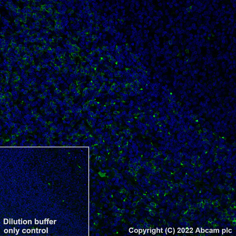 Immunohistochemistry (Formalin/PFA-fixed paraffin-embedded sections) - Alexa Fluor® 488 Anti-CD8 alpha antibody [CAL66] (AB305220)