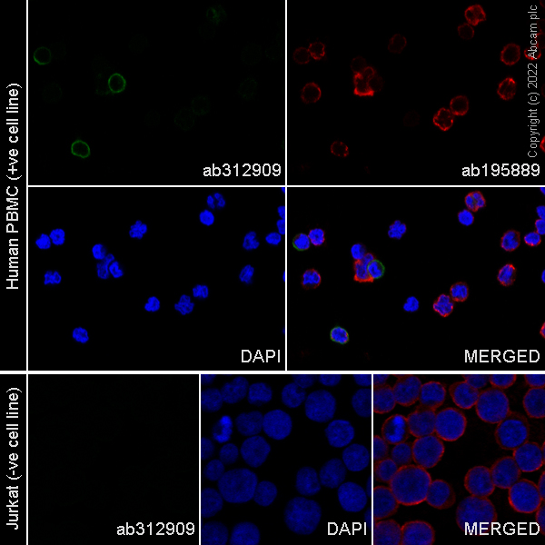 Immunocytochemistry/ Immunofluorescence - Alexa Fluor® 488 Anti-CD8 beta antibody [EPR26538-16] (AB312909)