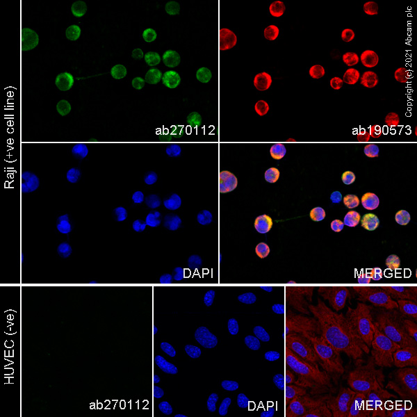 Immunocytochemistry/ Immunofluorescence - Alexa Fluor® 488 Anti-CD80 antibody [EPR22183] (AB270112)