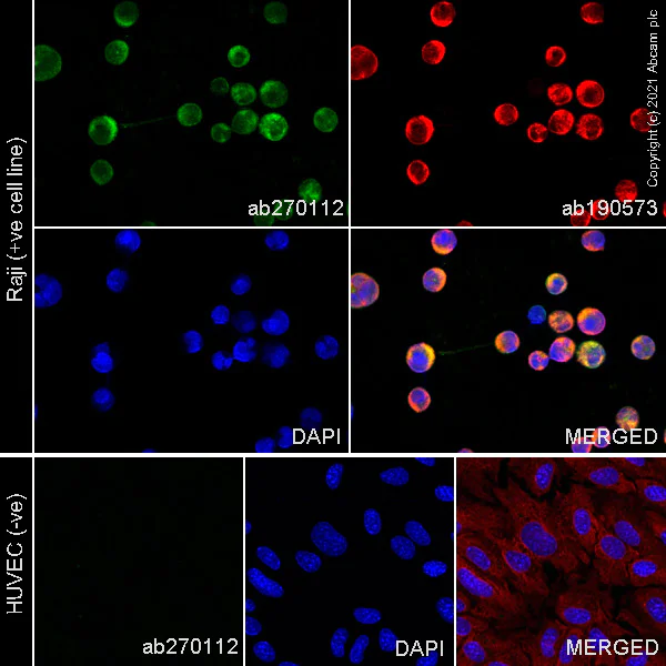 Immunocytochemistry/ Immunofluorescence - Alexa Fluor® 488 Anti-CD80 antibody [EPR22183] (AB270112)