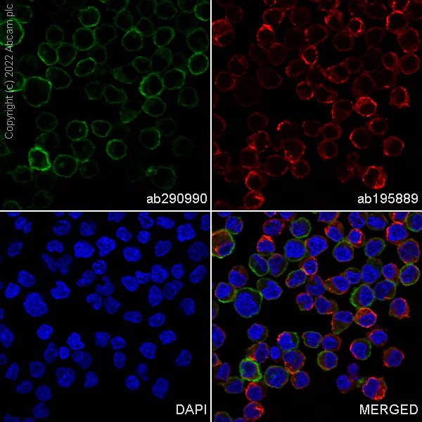 Immunocytochemistry - Alexa Fluor® 488 Anti-CD86 antibody [EPR21962] (AB290990)