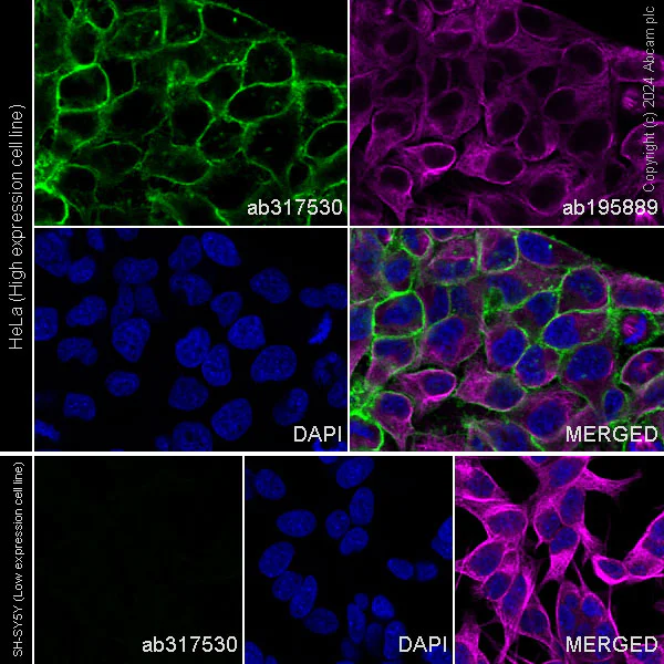 Immunocytochemistry/ Immunofluorescence - Alexa Fluor® 488 Anti-CD98 antibody [EPR27110-42] (AB317530)