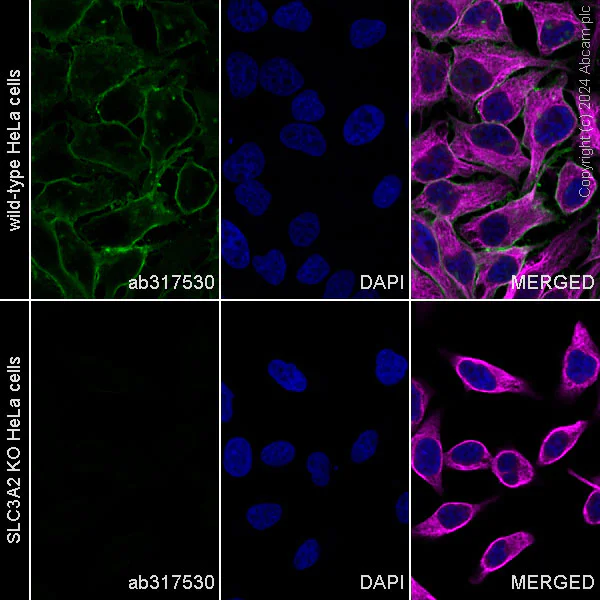 Immunocytochemistry/ Immunofluorescence - Alexa Fluor® 488 Anti-CD98 antibody [EPR27110-42] (AB317530)