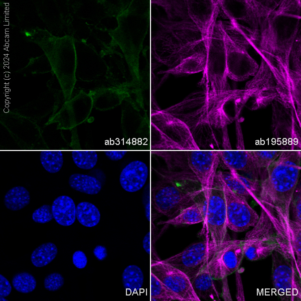 Immunocytochemistry/ Immunofluorescence - Alexa Fluor® 488 Anti-CD98 antibody [EPR27111-83] (AB314882), expandable thumbnail